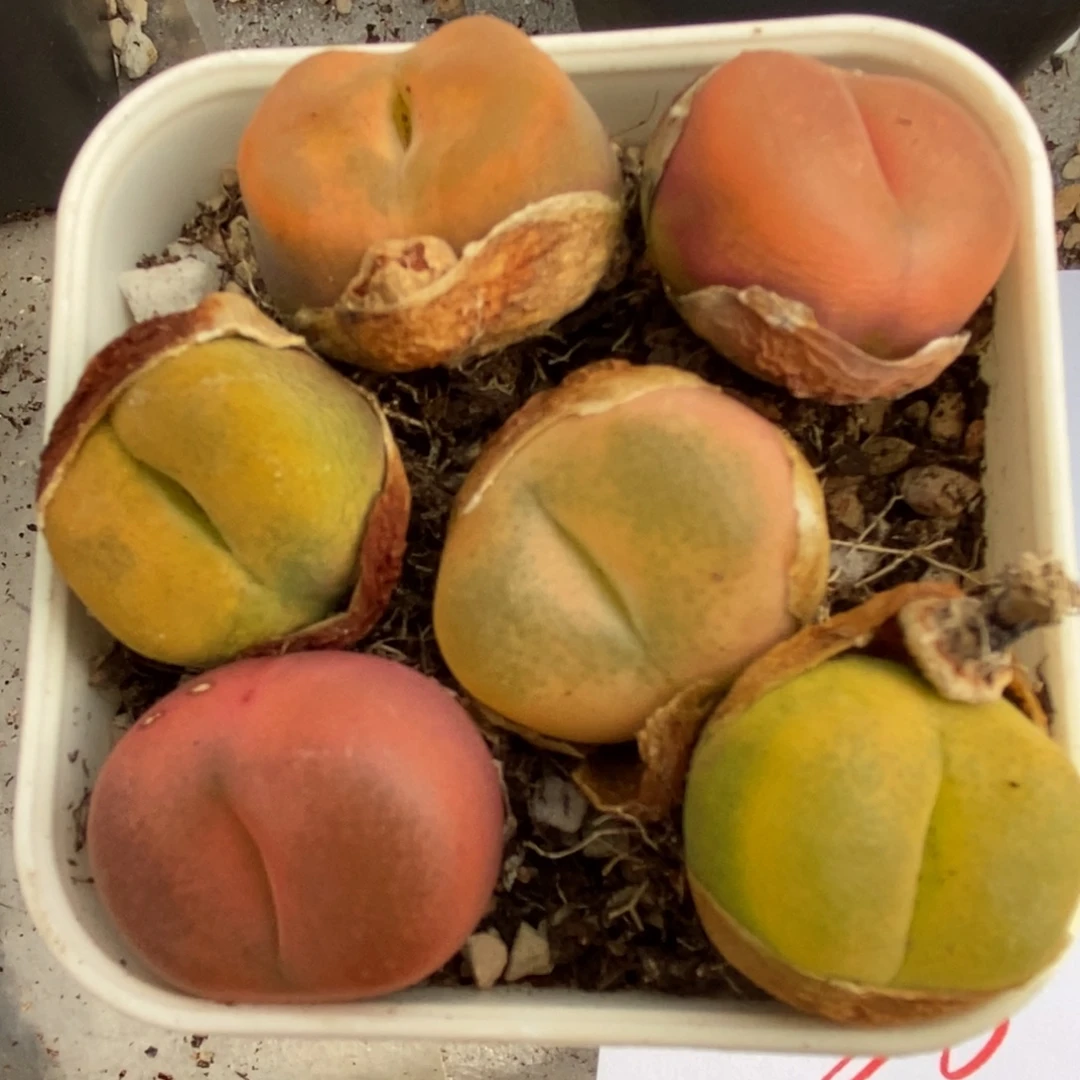 3029一组母本蟠桃