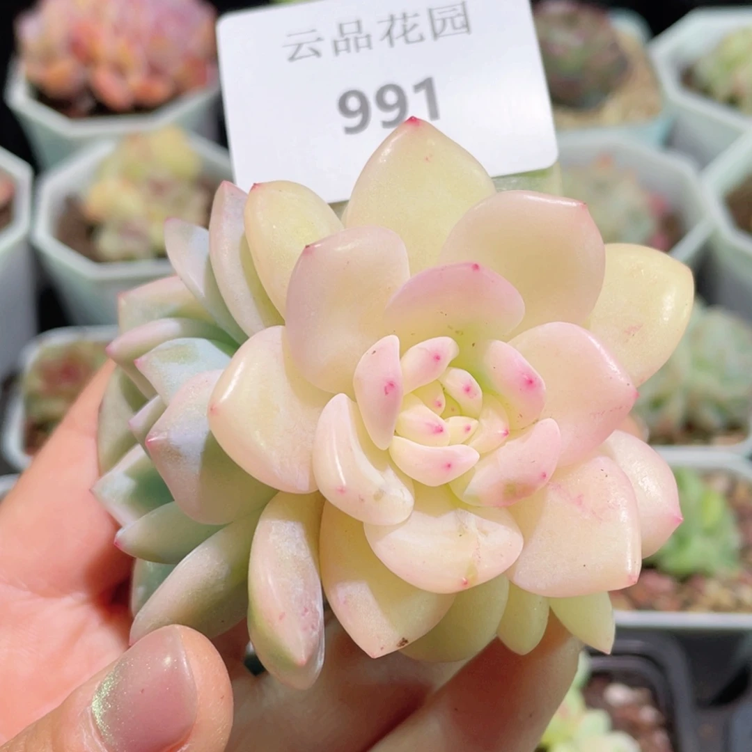 随*991号糖心冰心珍妮