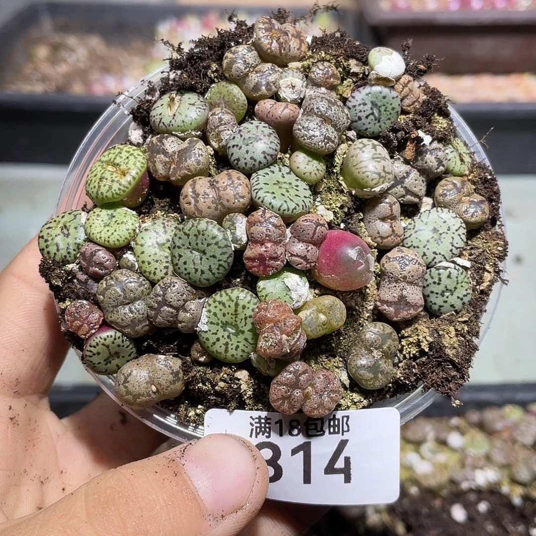 314当天凑满十八元包邮生石花