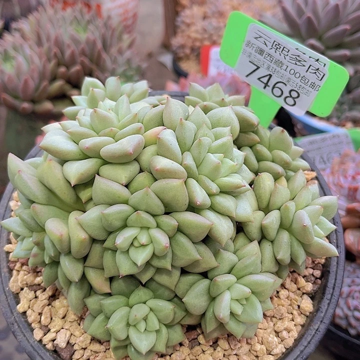 7468黄金象牙。