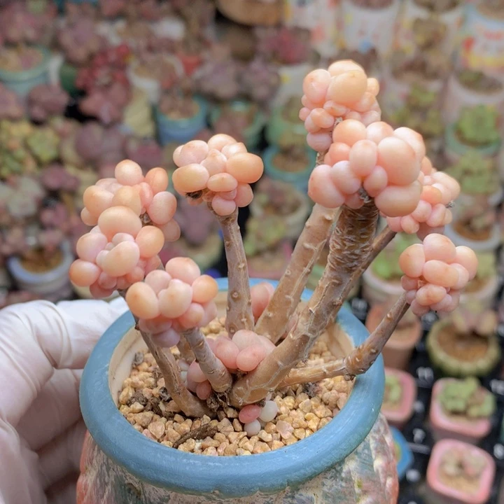 051 鱼子酱 群生木质