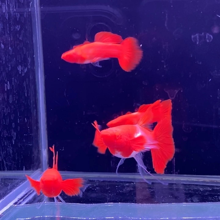 孔雀鱼分水大西2对孔雀