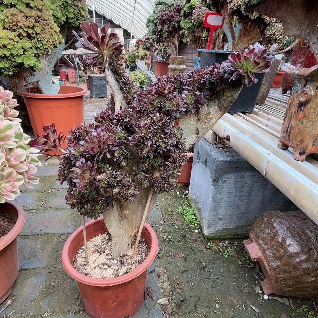 【闪购商品】全部花朵黑法