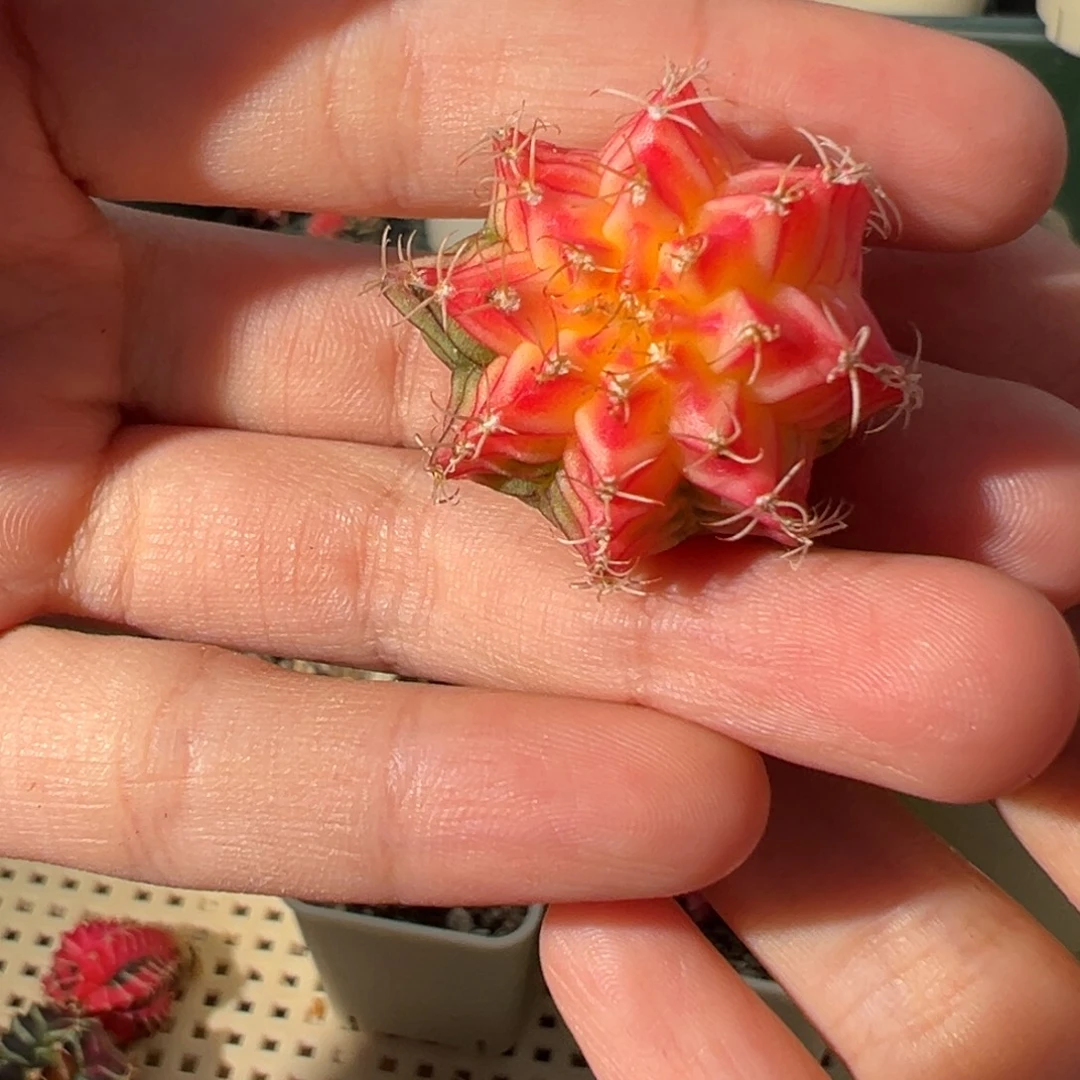 585 好看的米哈冲冲冲