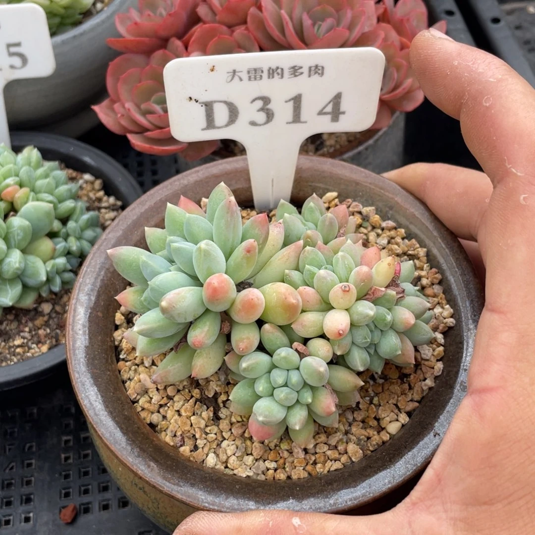 314明珠不带盆8厘米