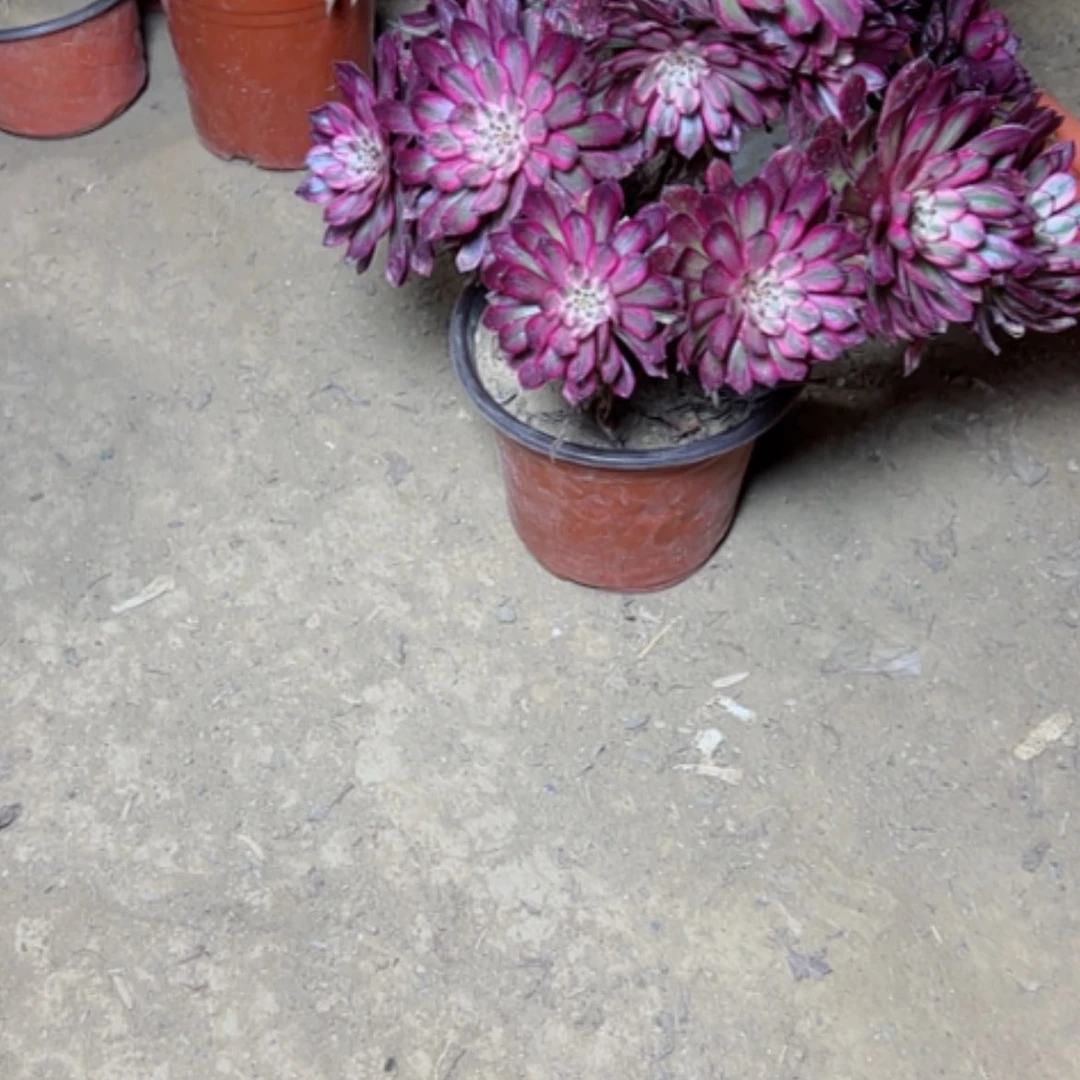 【闪购商品】多肉植物紫霞40