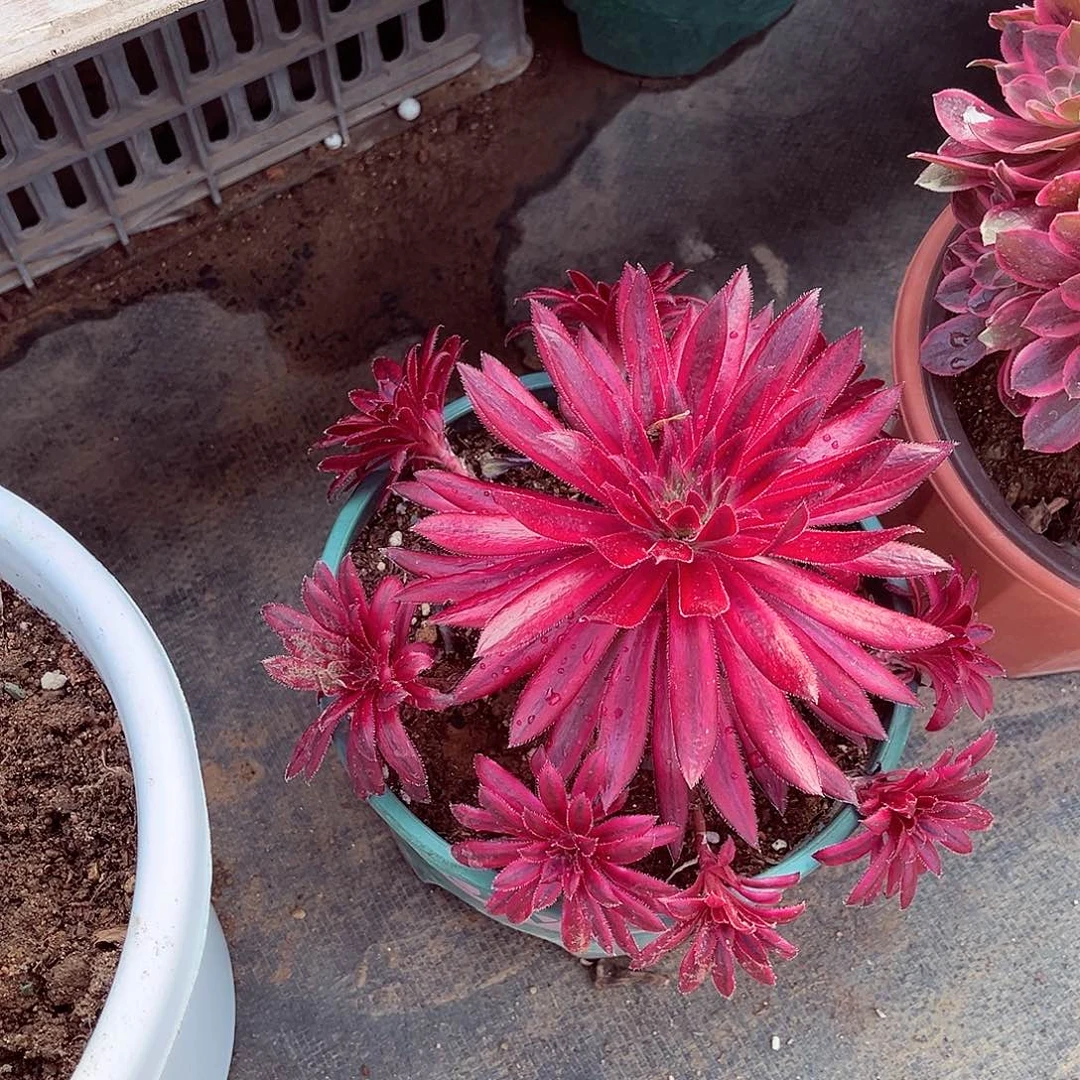 法师多肉植物f s