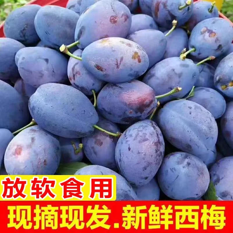 山西西梅新鲜采摘香甜多汁头茬现摘3/5斤装高品质酸甜可口