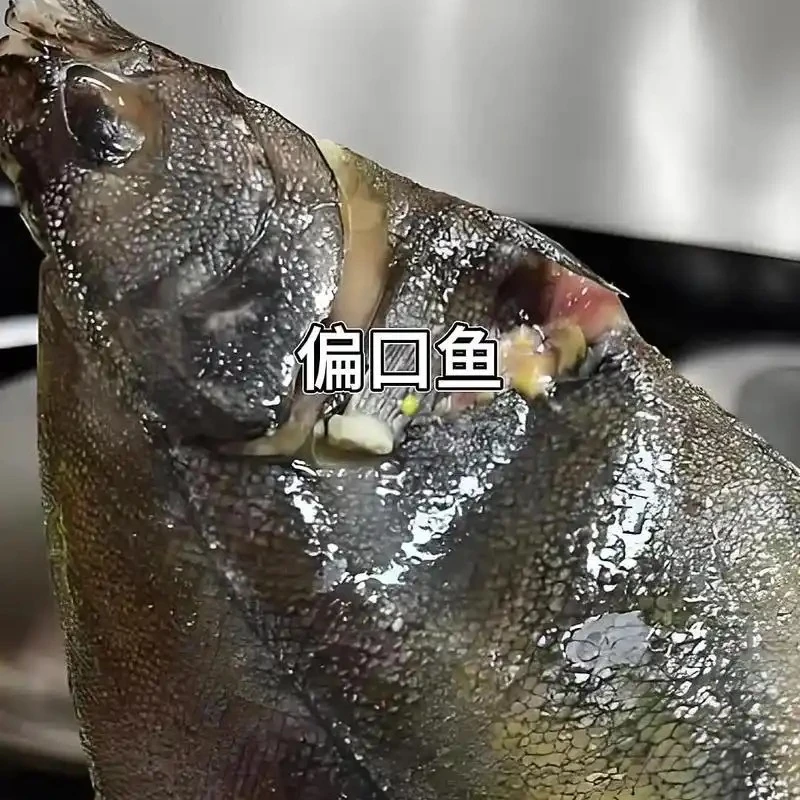 大连当地野生新鲜特大偏口鱼四斤包邮运输过程破肚正常介意勿拍
