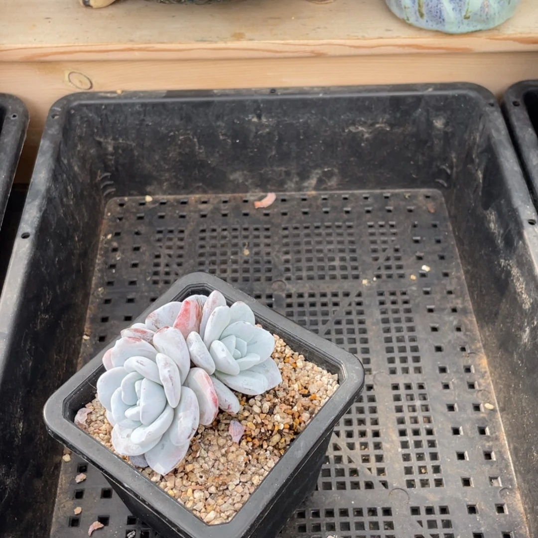 施*送一颗小的白茶缀还有寄望白熊