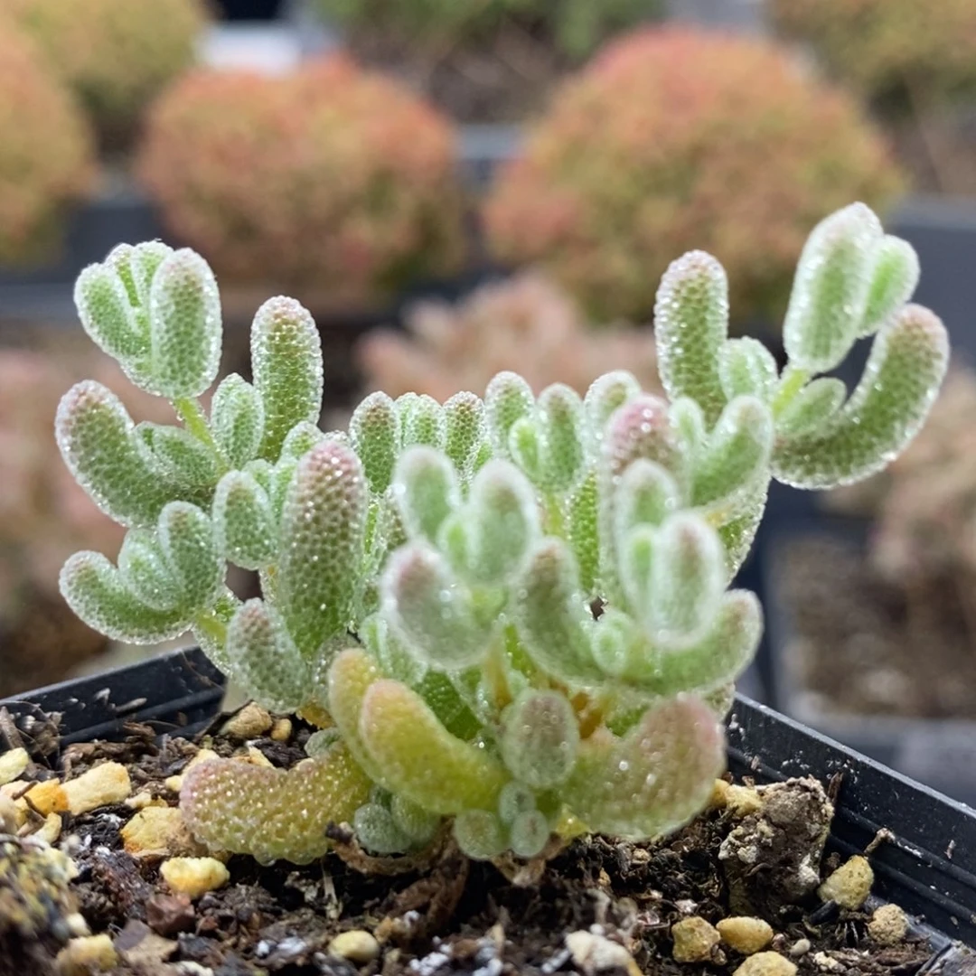 优选冰晶8226枝干番杏