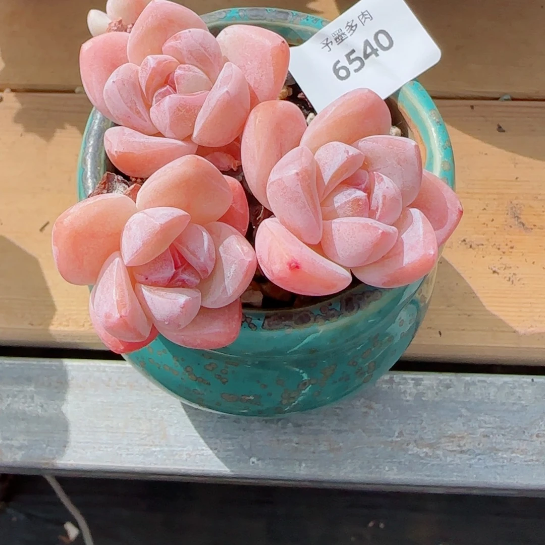 长杆糖心冰玉，6540多肉