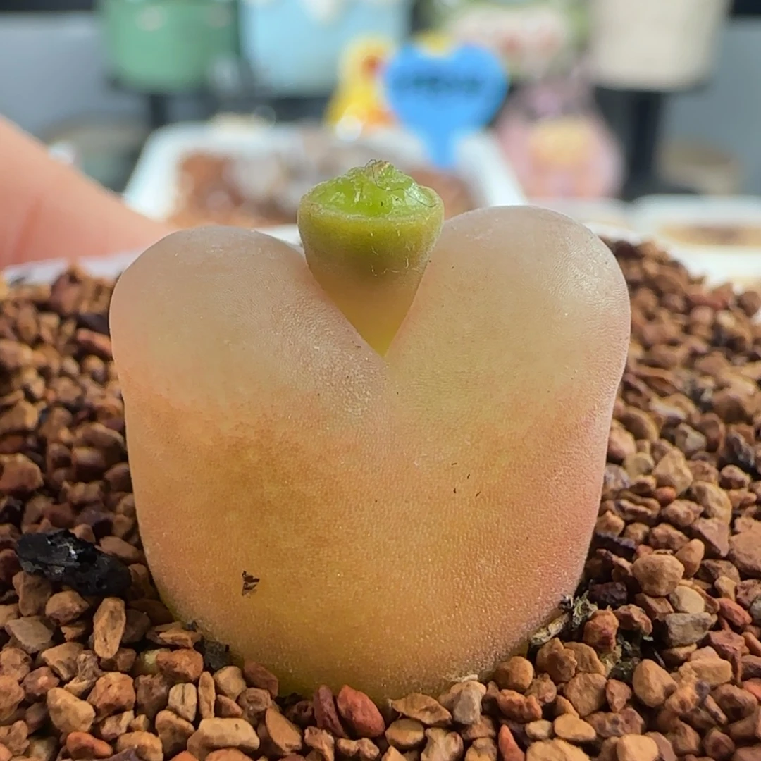 0151/尺寸1.7/水蜜桃/