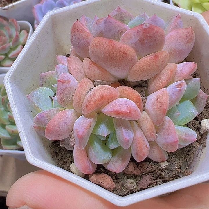 k18群19包邮多肉植物