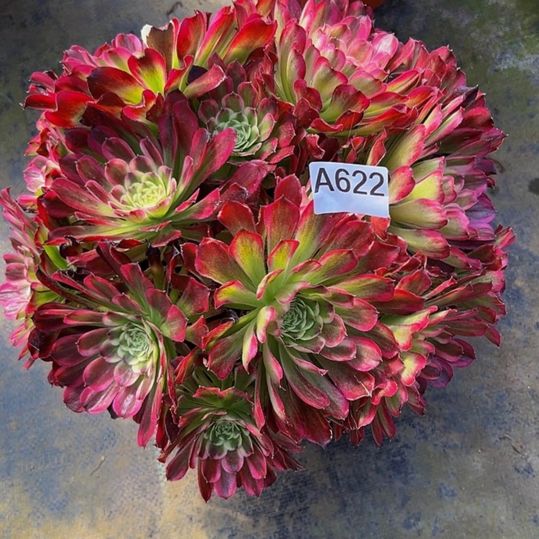【闪购商品】多肉植物622水木年华。