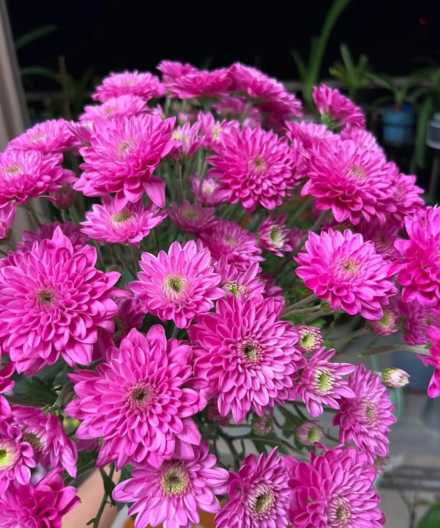 安葵小雏菊一把（8到10支）    云南基地鲜花    家养水养