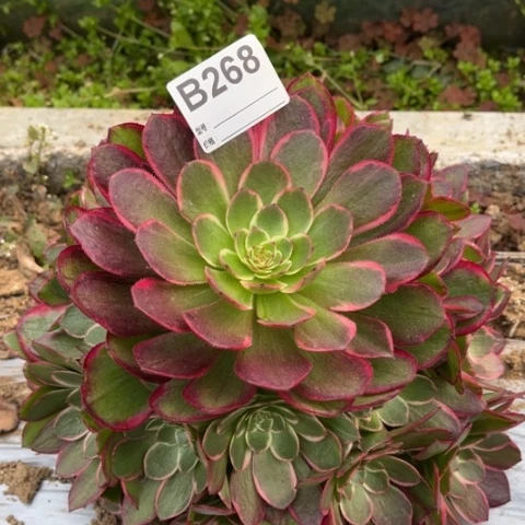 多肉植物粉花妖捧花