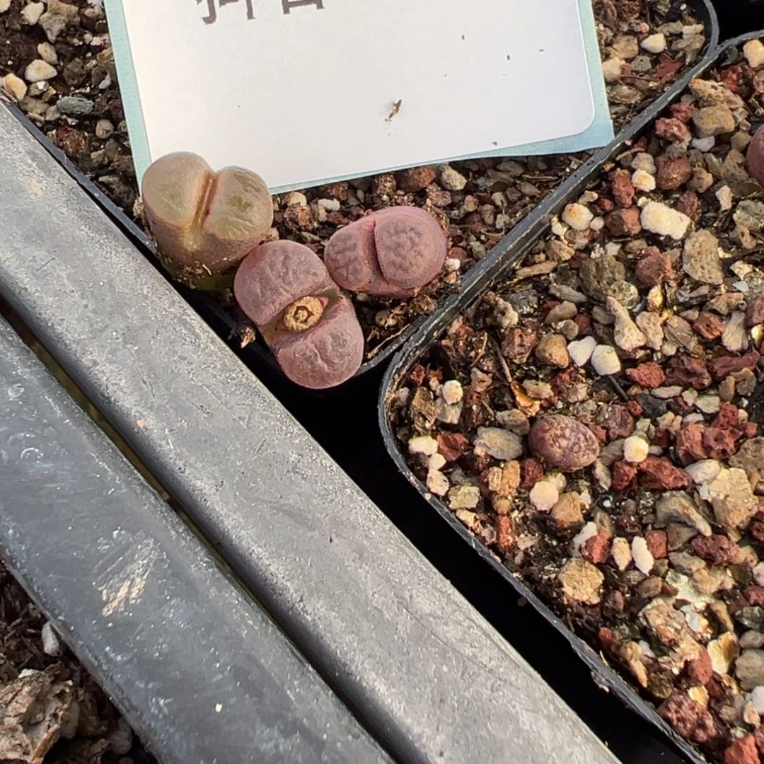 30-64量拍磁铁风铃10颗。多肉