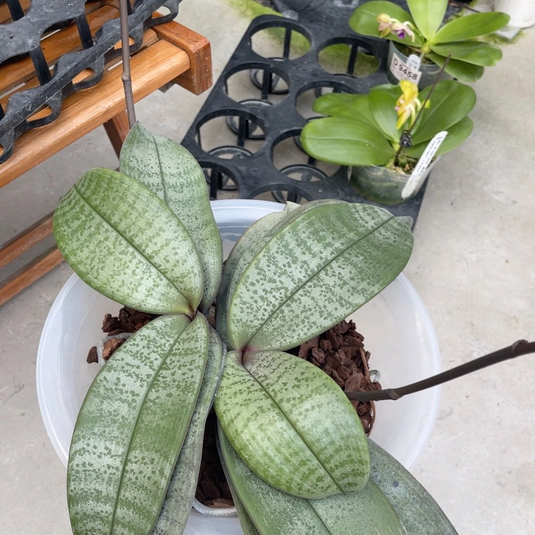 今***天完全开放蝴蝶兰蝴蝶兰