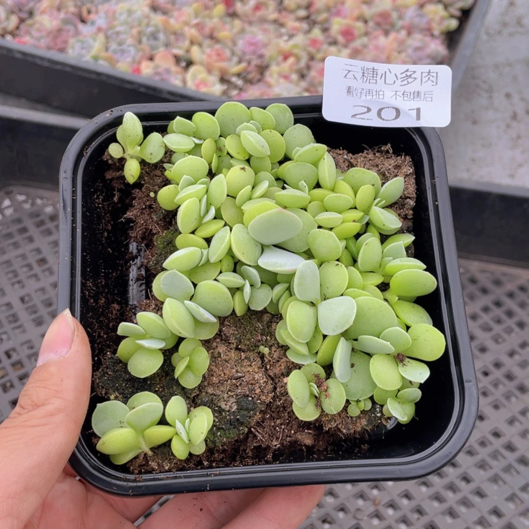 云糖心多肉植物201