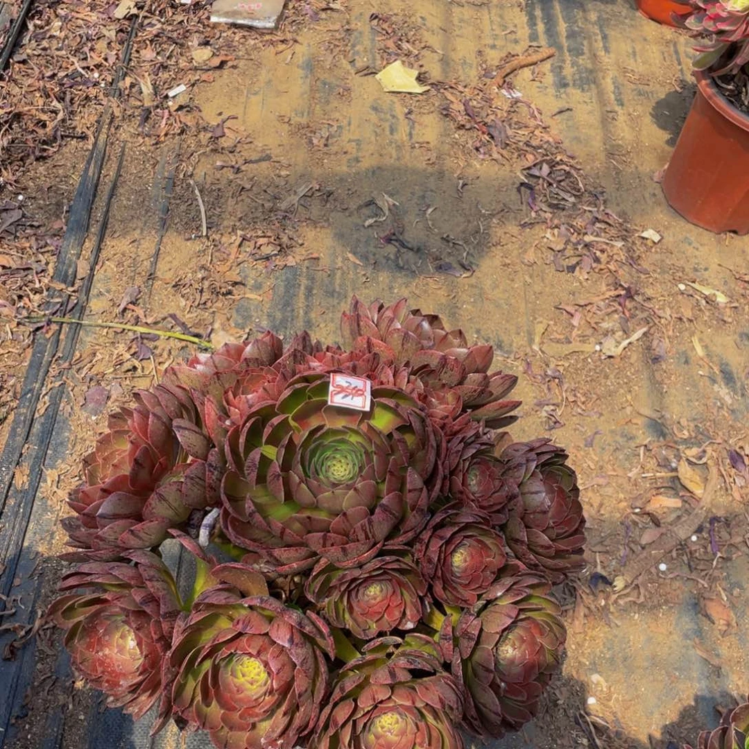 拉丝234鲜花拉丝