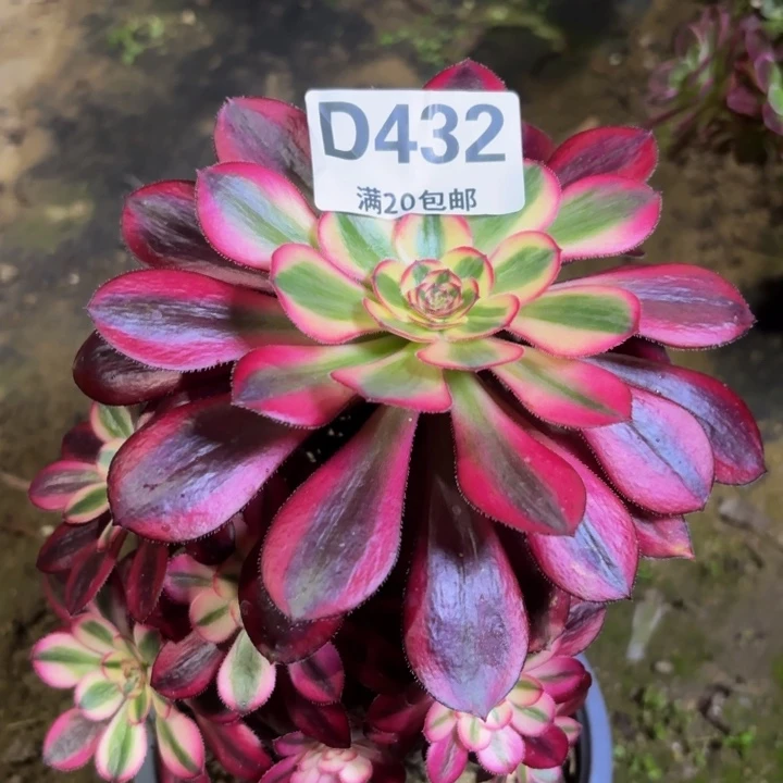 瑞妈一物一拍432