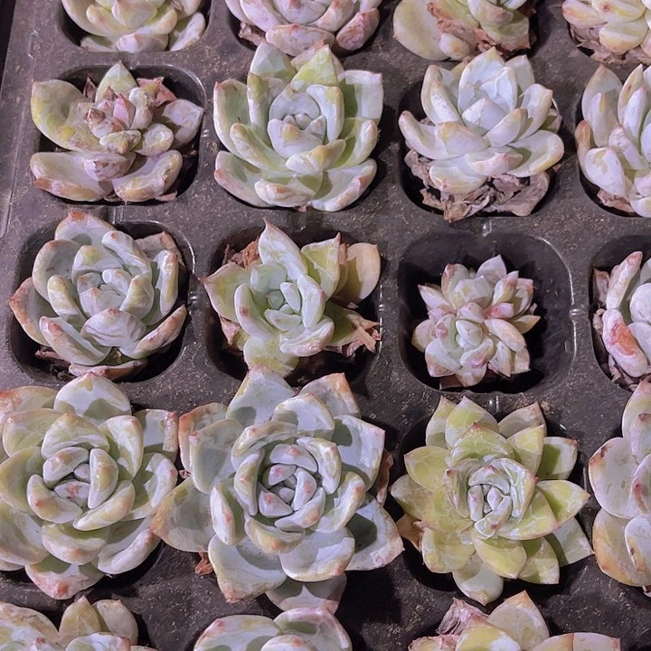 精品糖心雪天使多肉