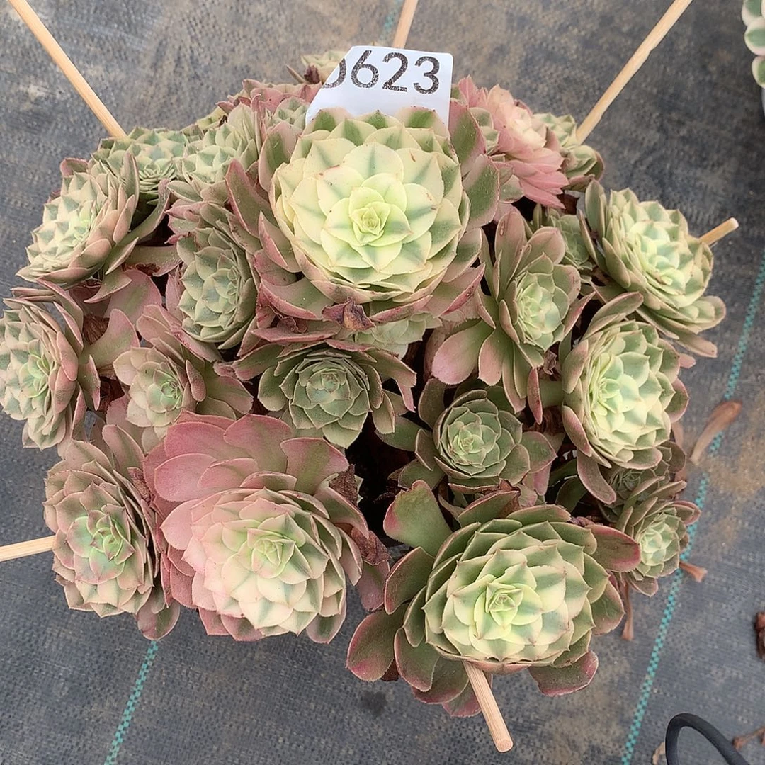 妈***头荔枝多肉植物623: