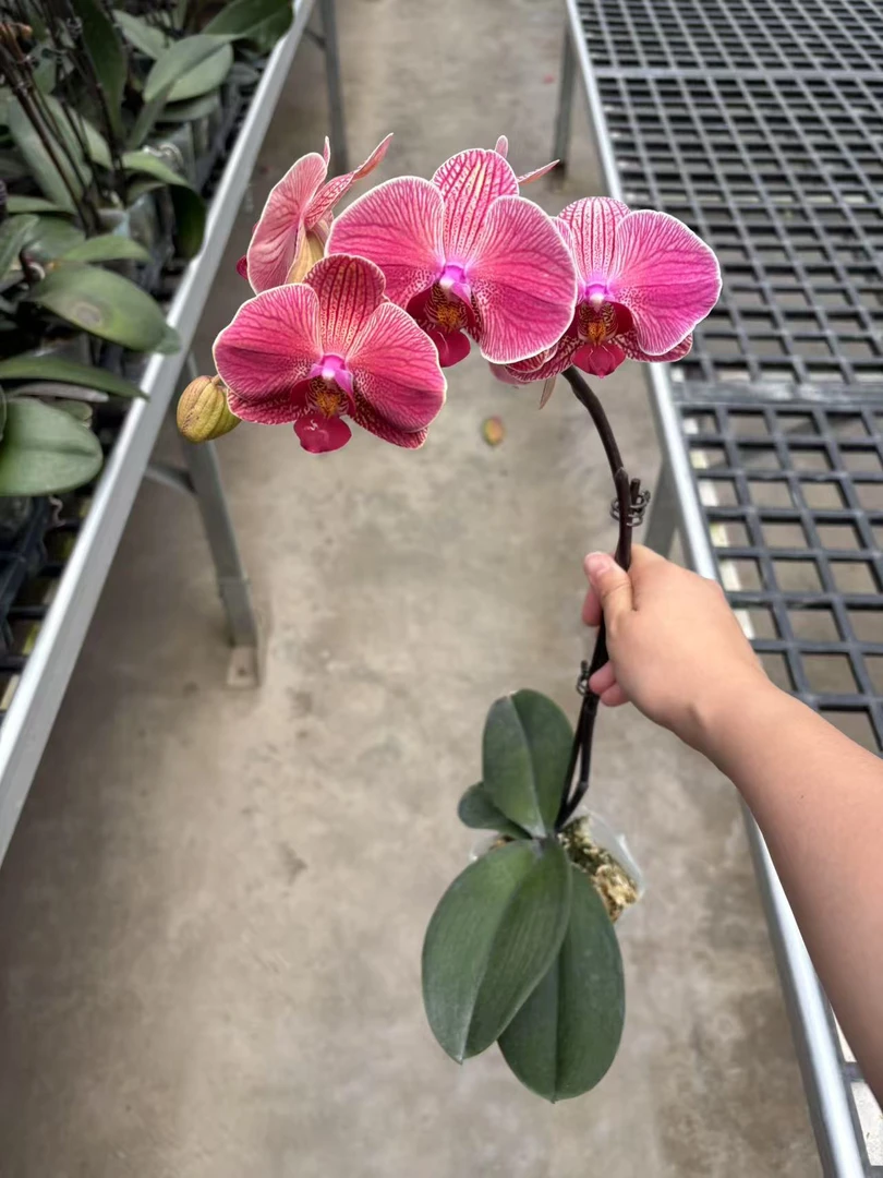 橘子蝴蝶兰，单颗