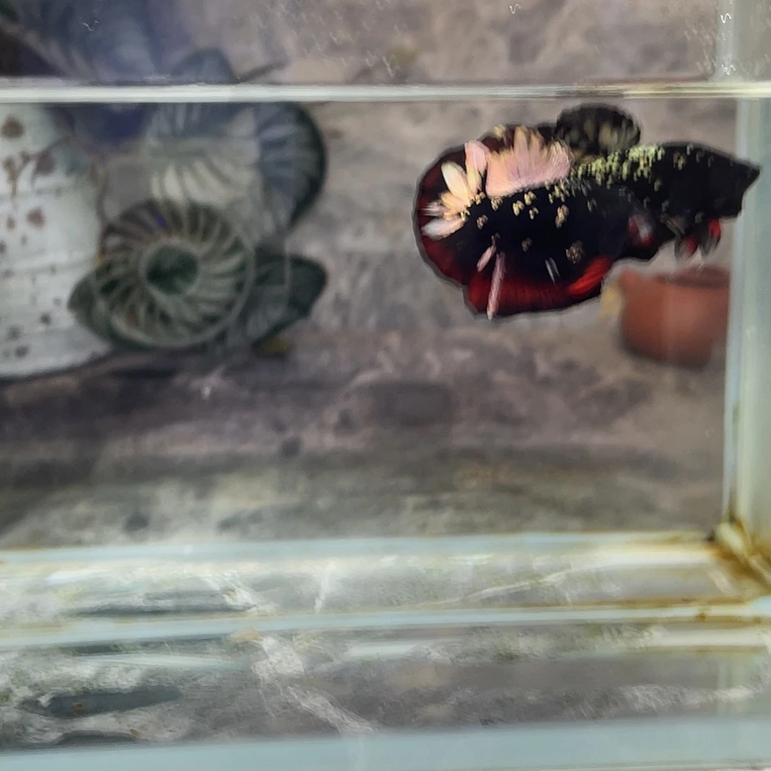 斗鱼育平斗鱼泰国斗鱼