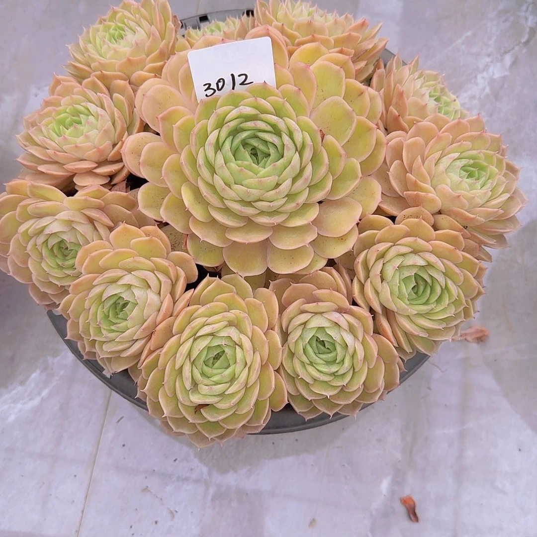 兰***兰3012昂斯诺多肉植物