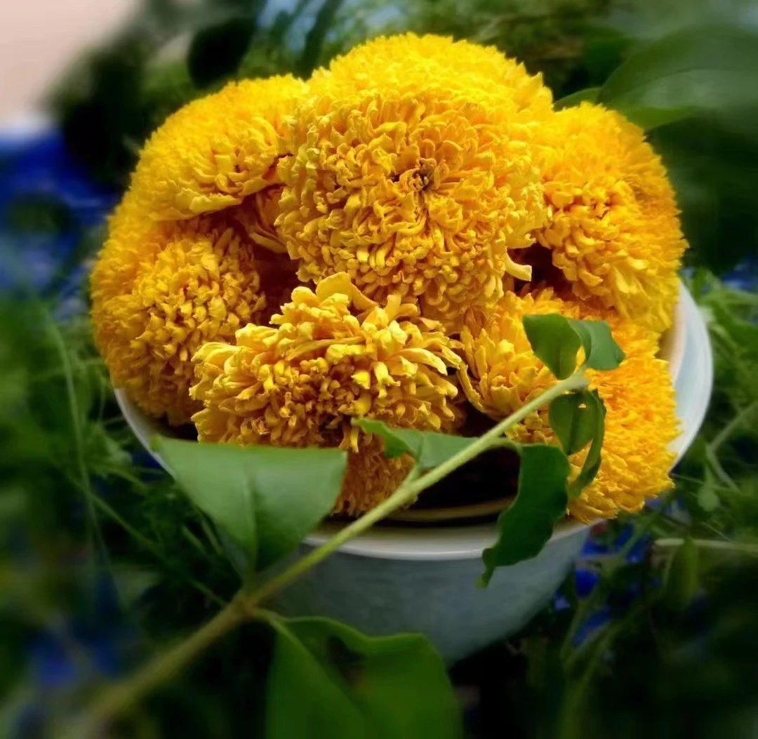 菊花茶徽州皇菊正品皇菊大朵菊花119/3罐