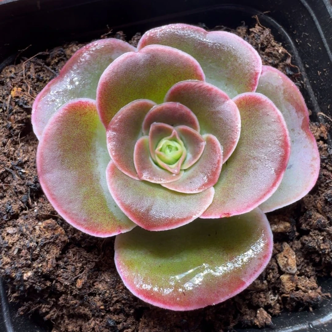 楹楹-035-冠幅 4CM