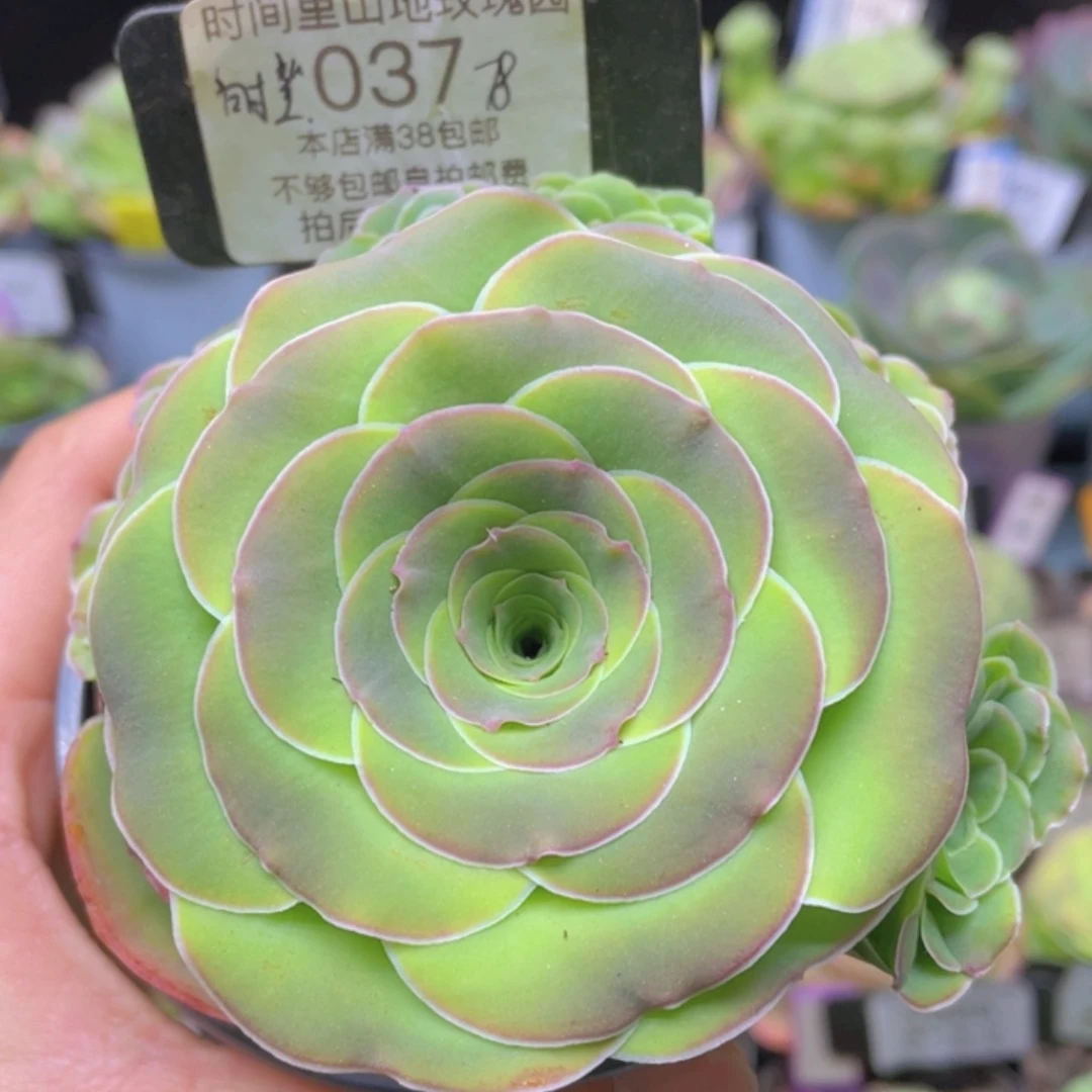 时笙多肉037一物一拍