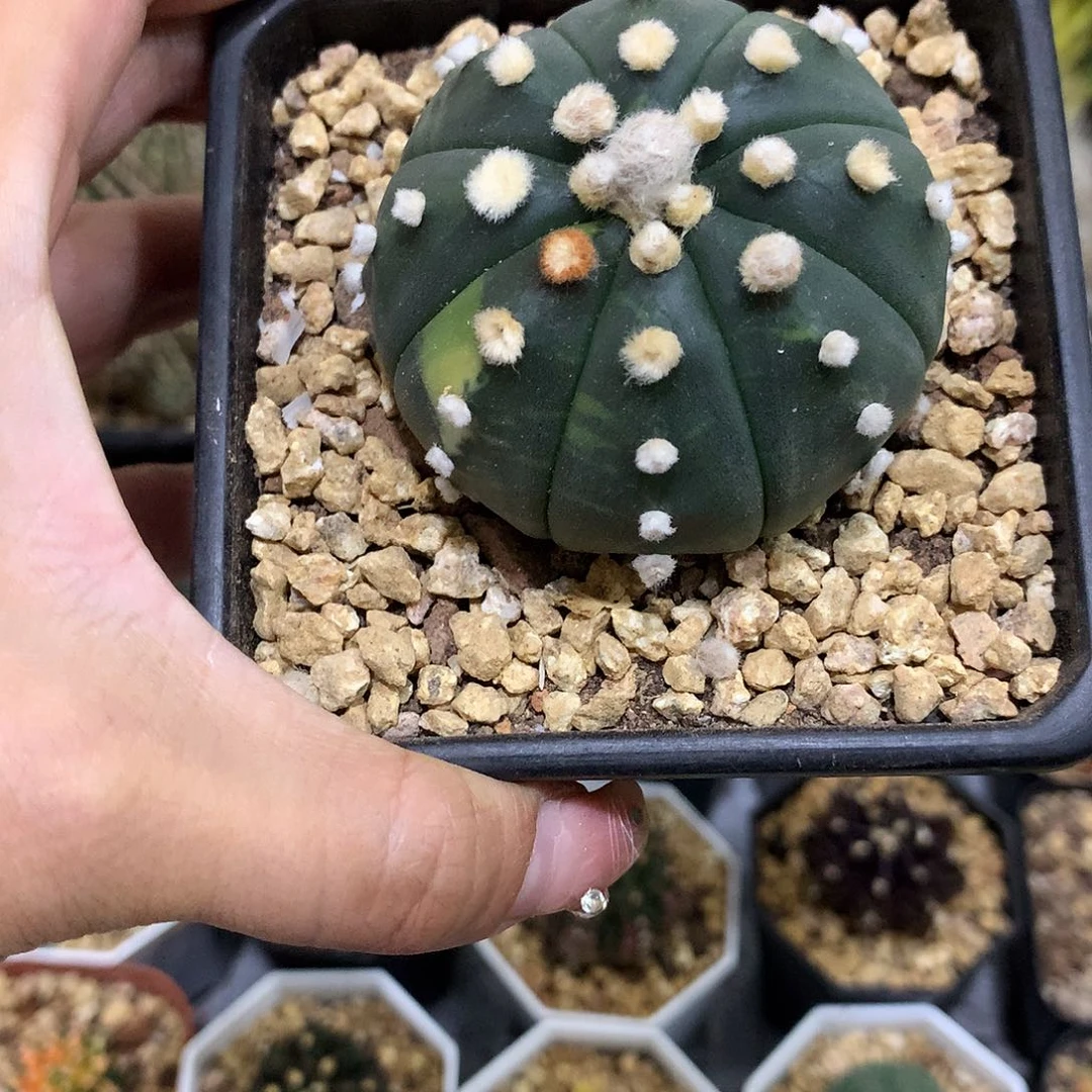 当前无花栽培后可以开花实生根琉璃连线兜锦