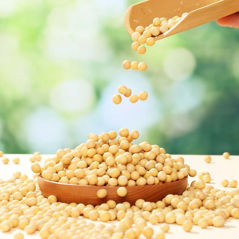 2025黑龙江新黄豆芽豆专用五谷杂粮5斤装