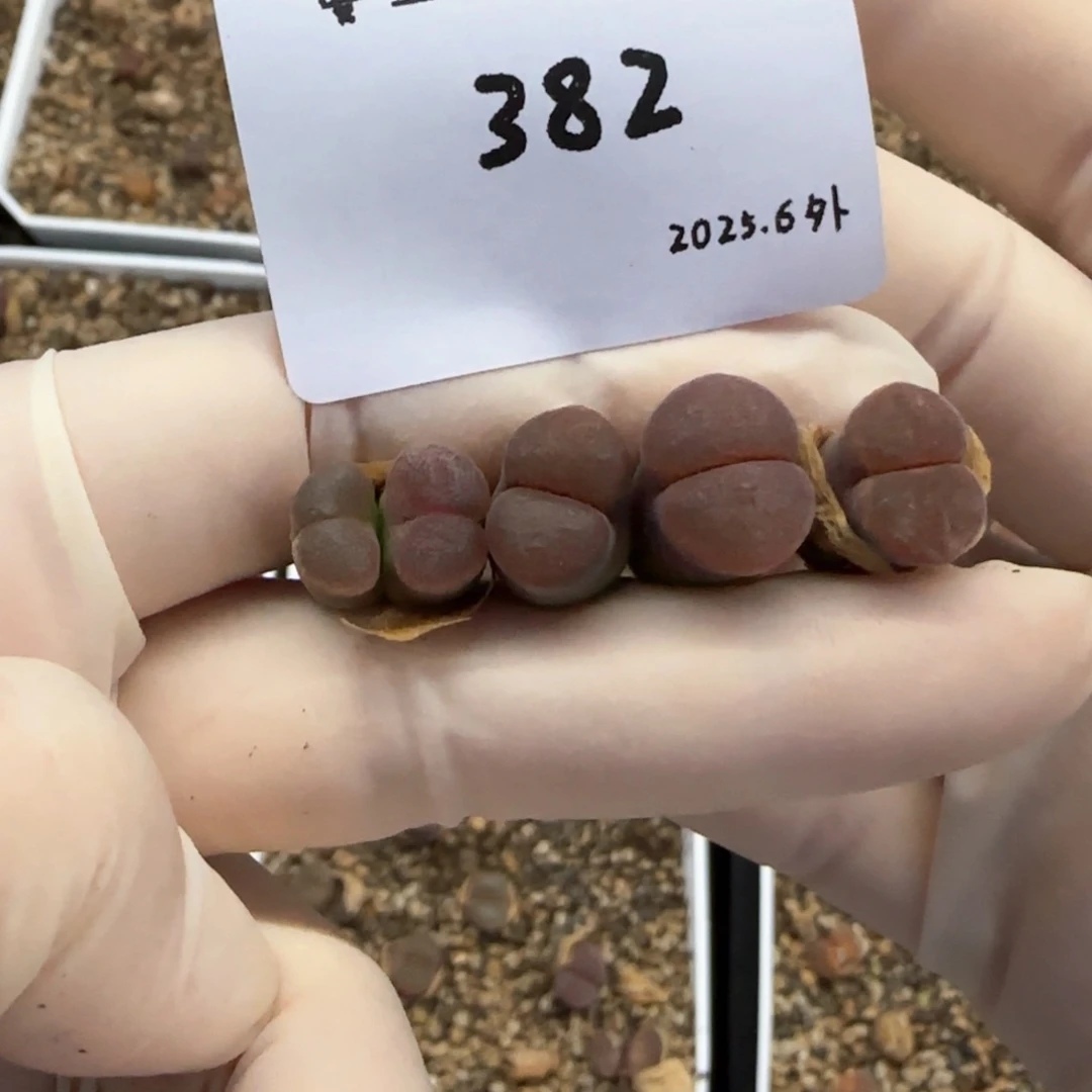 S****?多肉多肉多肉6.4-382