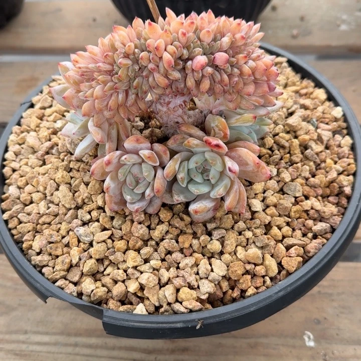 星影树缀无砍多肉