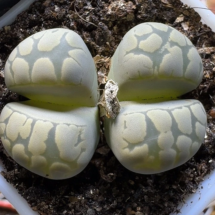 11112生石花。   126