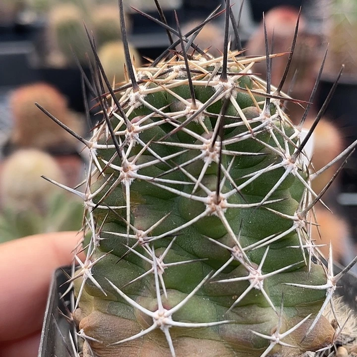 卫美玉实生裸根发货