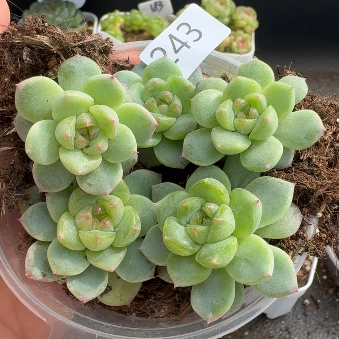 一物一拍一物一拍1107-243