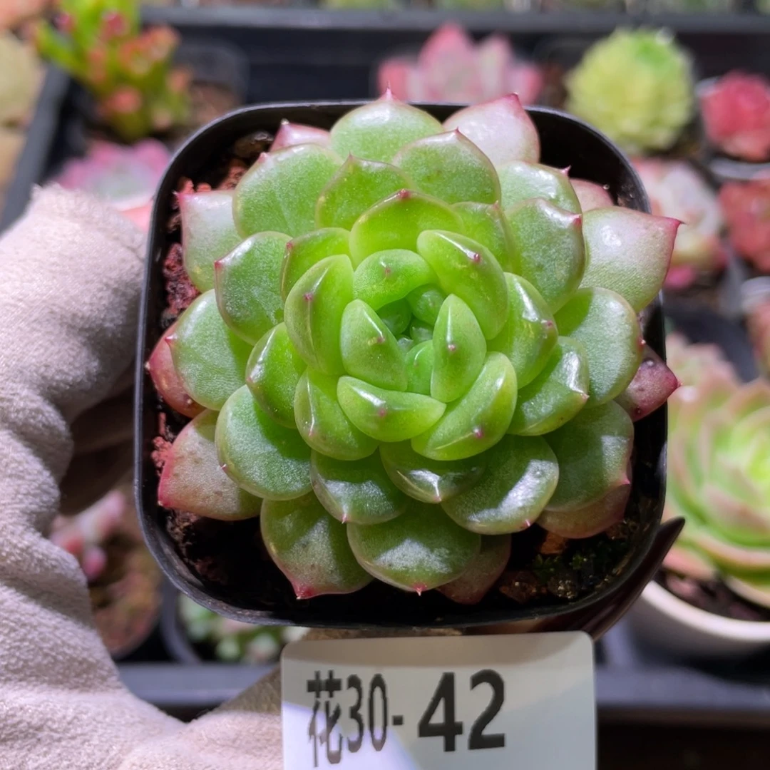 花利美30-42灵翠单头