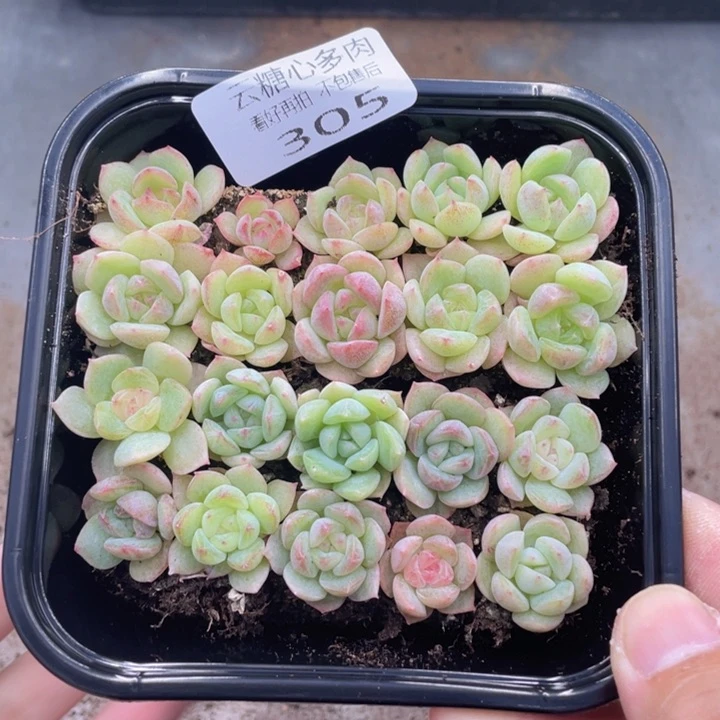 云糖心多肉植物305