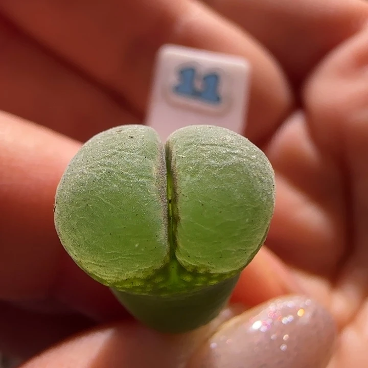 粉红女郎 风铃玉。