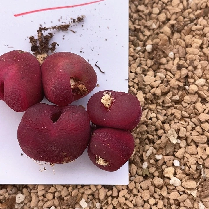 ?225。   三颗毛毛。