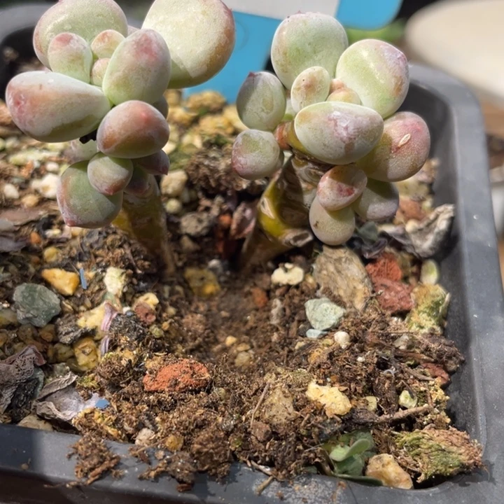萤火虫个体421号的啊啊多肉啊啊