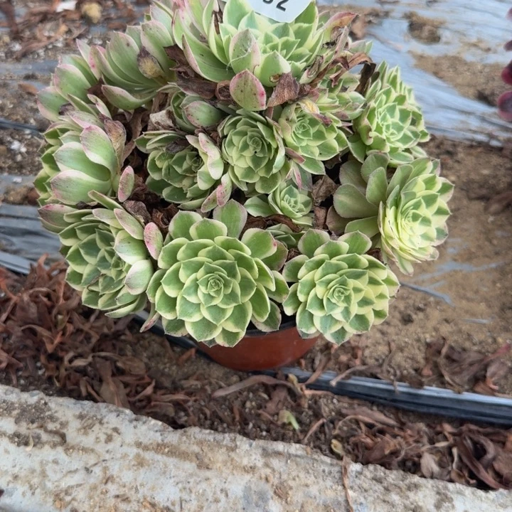 用***3432海王有伤 多肉植物