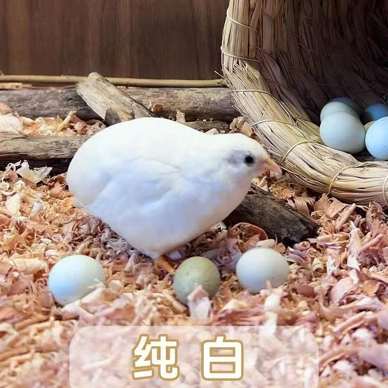 2号落地王青年可选颜色公母包邮包路损适合饲养