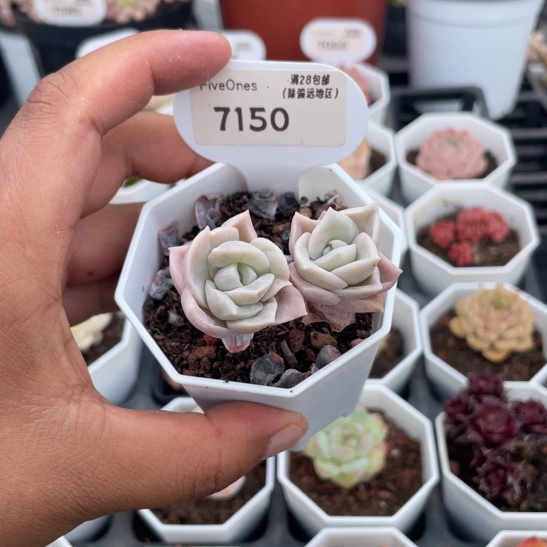 7150可爱玫瑰4.0厘米