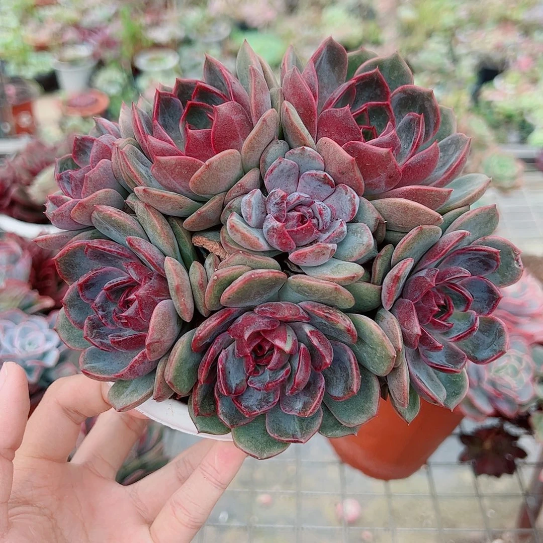 溜溜球多头群生精品贵货